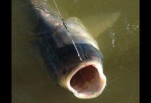 钓鲢鳙，线组、鱼竿不会选，你就等着跑鱼吧！