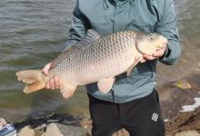 都秋天了你还在钓鲫鱼？用这办法钓到的都是大鲤鱼，老过瘾了