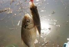 红虫钓鱼诱鱼慢？教你3招，不用打窝，鱼口说来就来