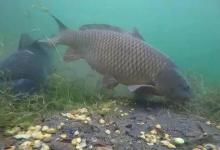 冬钓鲤鱼，这3个地方才最藏鱼！很多人却不知道