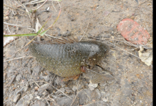 广西钓友钓鱼时，发现一群鱼爬上岸跑了，钓友：这是去旅游吗