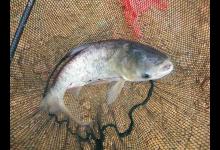 钓鲢鳙想“爆护”？得靠这些用饵技巧！