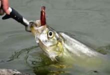 钓翘嘴想爆护？这种钓法简单又有效，咬钩的都是大货