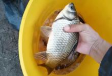 早春野钓大板鲫，钓法一定要改变，这种钓法才是首选