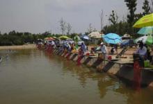 别再说黑坑鲤鱼难钓，是因为你不知道这2点