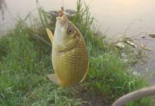 钓鲫鱼爆护只看5招（新手必学技巧）