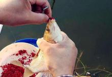 红虫钓不到大鲫鱼？教你6招，大板鲫连杆上！