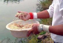 冬季钓鱼，这样打窝诱鱼超快，漂没调好就上鱼！