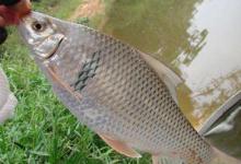 土鲮鱼怎么钓最好？分享3个土鲮鱼钓法技巧