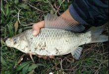 冬钓鲫鱼用什么鱼饵最好？分享2个经典配方