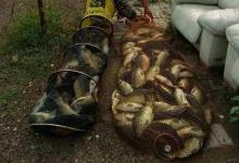 今日大雨突袭，没想到鱼口特别暴躁，难道这是夏季爆护的密码吗