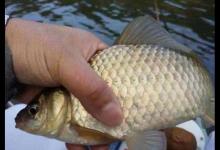 冬季鱼难钓？教你3招，让你连杆上大板鲫