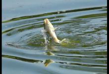 高手这钓法真厉害！省心省力，提竿就能中鱼