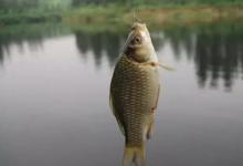 钓鲫鱼学会如此打频率，爆护的感觉就是爽