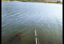 用这2种方法钓鱼，无需打窝，诱鱼效果极好