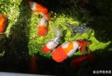 新手养鱼，应该选择无过滤养鱼法，还是有过滤养鱼？