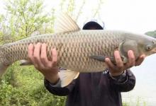 让钓鱼人头疼的四件事，比空军还令人难以接受，想想就不得劲儿