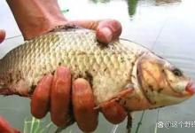 半飞铅为什么比钓离底更适用？引诱鱼下底吃饵，钓底靠谱漂相稳！