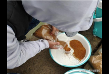 入乡随俗野钓用饵之道。大师为割韭菜急功近利，钓友们现实一点吧