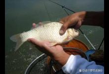 资源好为何钓不好？秋末冬初钓大板鲫钓位与窝料，酒米效果未必好