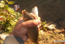 了解鱼的觅食过程，比任何钓技都有用，缩短聚鱼时间聚鱼数量增多