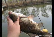 冬季掌握钓鲫鱼 “三大定律”，作钓时得心应手，才能多钓几条鱼
