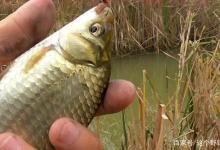 野钓避免空军的不二法则，位置对了附近有鱼，想空军都难