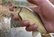 春季钓鲫鱼要明确变化规律，避免3个误区，才能让鱼排队咬钩