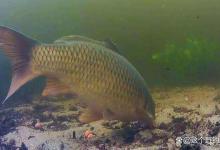 水下饵料测评靠谱么？镜头下鱼疯狂抢食，为什么你用却空军？