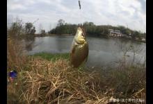 秋季提升鱼获有诀窍，拒绝浮漂虚假信号，让你鲫鱼钓到爽