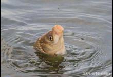 冬季大雪节气应钓深，早晚钓底，中午钓离底，惊喜连连让你过足瘾