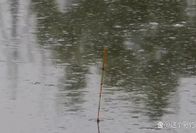 夏季野钓需要掌握的操作技巧，能够根据鱼情去应对走水，才是yyds