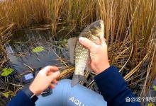 你被“钓浮言论”忽悠过吗？野钓钓浮上鱼是少数，把底钓好才是真