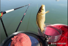鱼情决定饵料选择，使用技巧在于调钓，合理运用才能让你越钓越多
