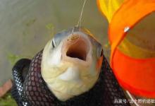 冬季有鱼没口，想要提高中鱼率就不能懒，在操作上做好这两点