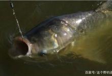 冬季钓鱼需要注意的就是频率和节奏的问题，要对自己的选择有信心