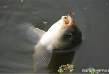 不打窝就不会钓鱼了？因时制宜，冬季不打窝怎么钓鱼？