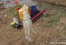 新手玩野钓“最最最”必要的认知，老钓手的肺腑之言，不看亏大了