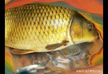 野钓友谊的小船说翻就翻，都是热心惹的祸，一定要避免做这三件事