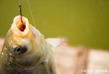 冬季钓鲫鱼“吃口轻”信号弱，做好这三点，渔获有保障作钓更从容