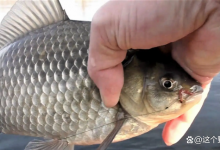 关于调漂你真的搞懂了吗？只要适合鱼情，哪怕露出漂肚子都没问题