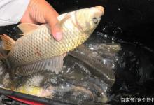 网红“鲜虾饵”真的能连杆又爆护？我要说不影响空军，会不会挨揍