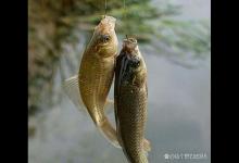 三伏天钓鱼总空军？浓引淡钓掌握上鱼核心，鲫鱼钓得多鲤鱼钓得爽