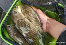 春季钓鱼别急着打窝，探底验漂是首要任务。不打窝常能开门见喜