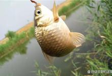 蚯蚓钓鲫鱼连杆技巧！做窝诱鱼是前提，鱼情的把握及使用是核心！