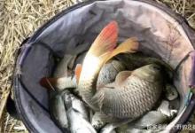 野钓大小通杀是你钓不好鱼的罪魁祸首，被忽悠了多年，该想明白了