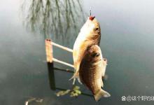 春季鱼为什么会聚集在浅滩？怎么才能把“滩”钓好？一定要理解对