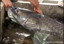 野钓“留大放小”是否存在弊端？取走繁殖主力，是否会面临空窗期