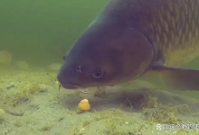 一把玉米就能让你轻松钓到鲤鱼！两个实例告诉你越简单越高效！