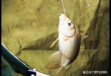 春季如何把握住鱼情？观察鱼情为前提合理诱鱼，用饵要入乡随俗